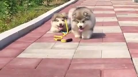 Cute puppies go outside with their own video