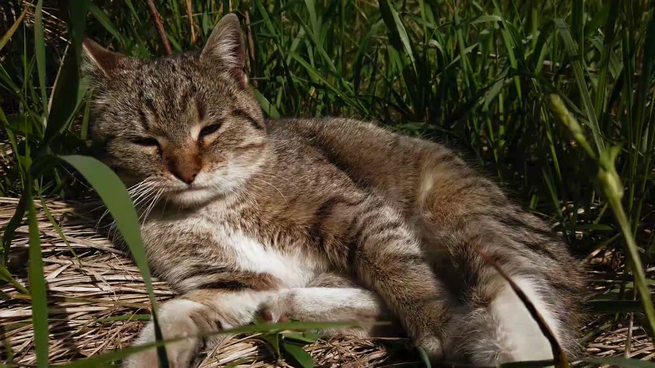 Whisker-ed Wonders: Cute Cat Moments!