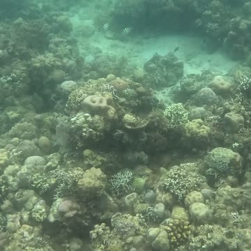 Snorkeling Adventures Philippines. The reef is growing fast, so many nice corals and blue fish