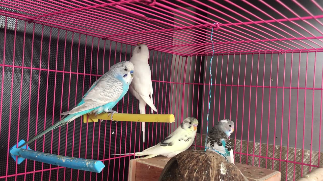 Birds Pet Play together