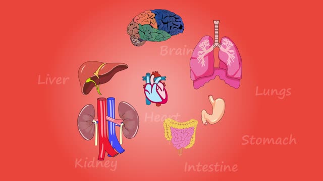 Human Body Organs Health Medical Diagram