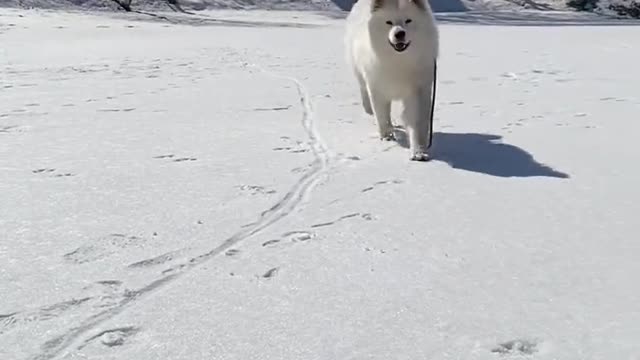 Another day of confession Samoyed jam