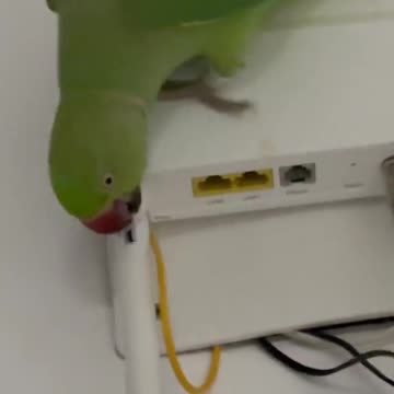 funny parrot movements, laugh,