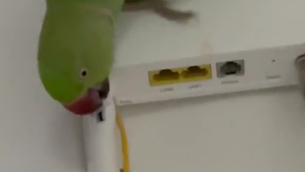 funny parrot movements, laugh,