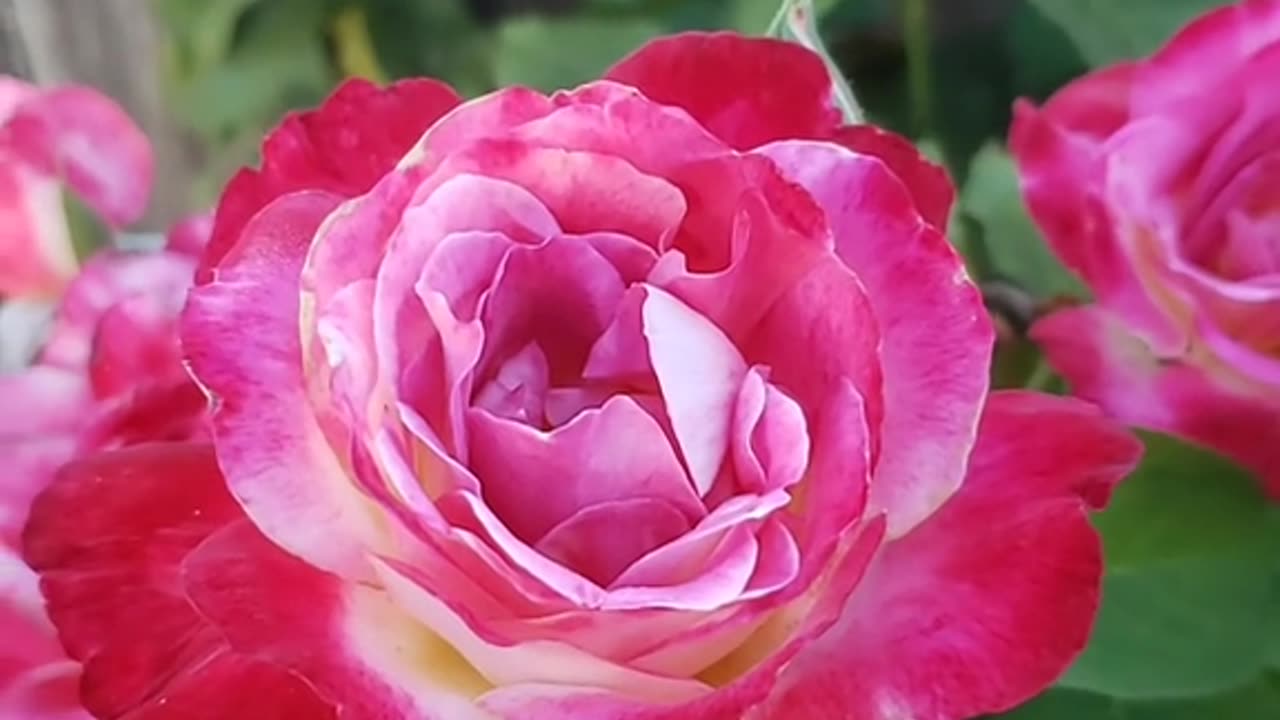 Roses song