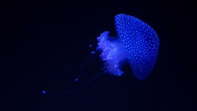 Astounding neon jellyfish close up