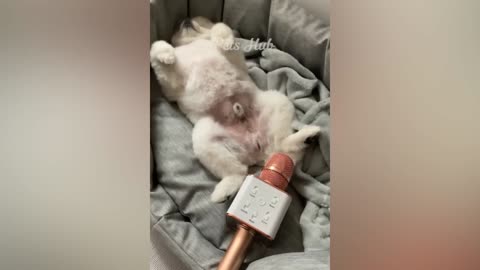 Funniest Animals 😄 New Funny Cats and Dogs Videos 😹🐶 Part 3