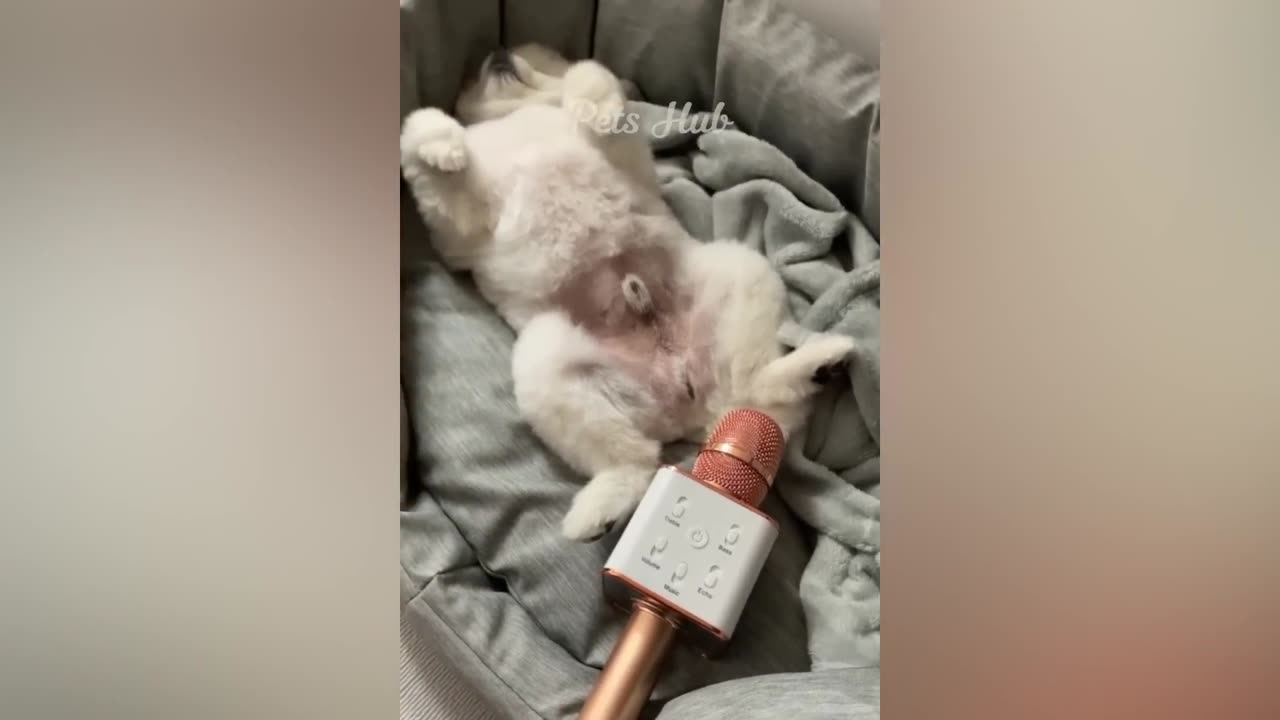 Funniest Animals 😄 New Funny Cats and Dogs Videos 😹🐶 Part 3