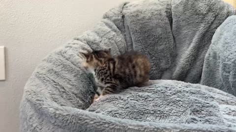 Mama Cat Reunited with Kittens After Weeks Apart