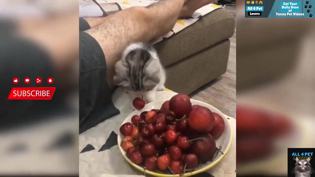 Funny Cat Videos #3
