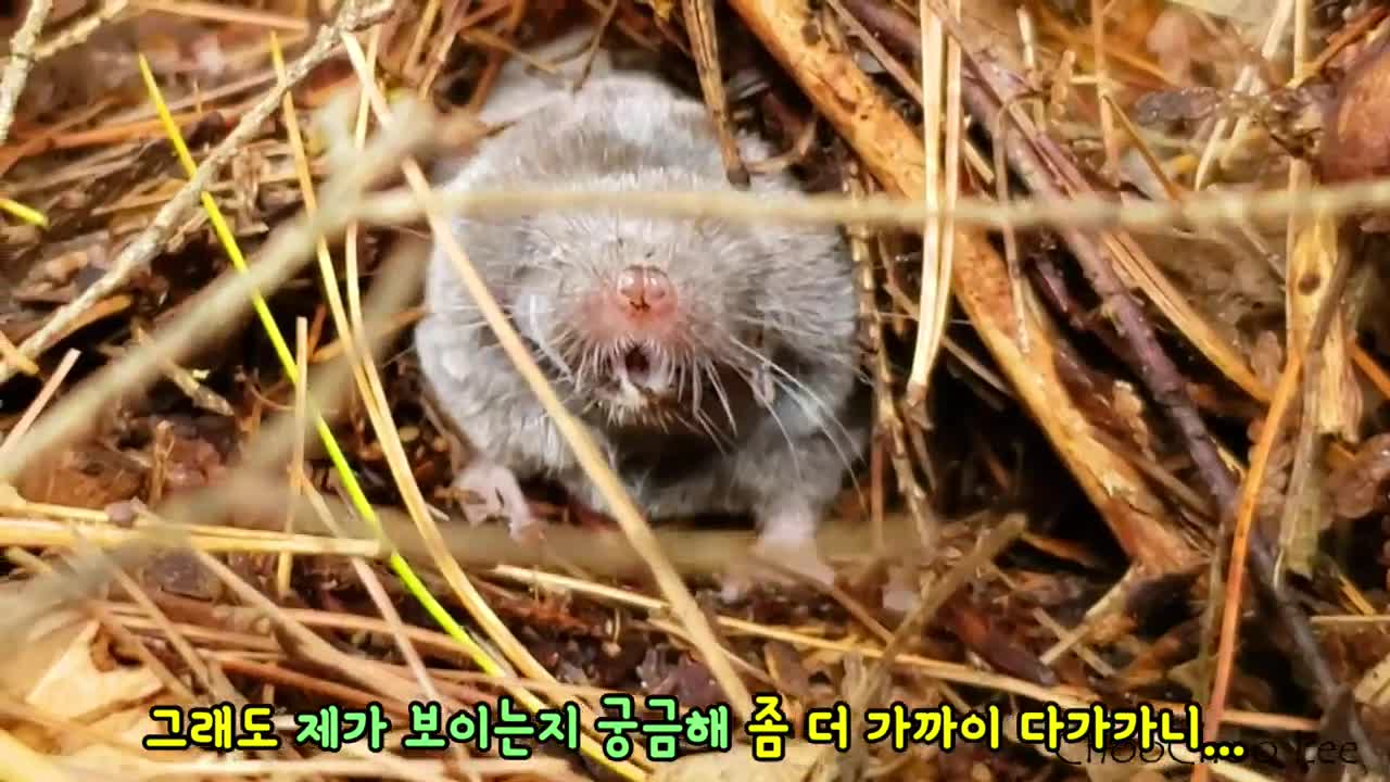 소리 지르는 한성깔 두더지와 소심한 아기 다람쥐 Screaming Angry Mole And Wary Baby Chipmunk