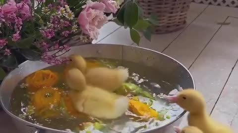 Chicks in a bath