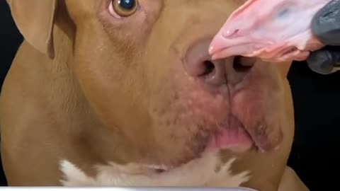 ASMR Dog Mukbang Pitbul Eating Raw Foods