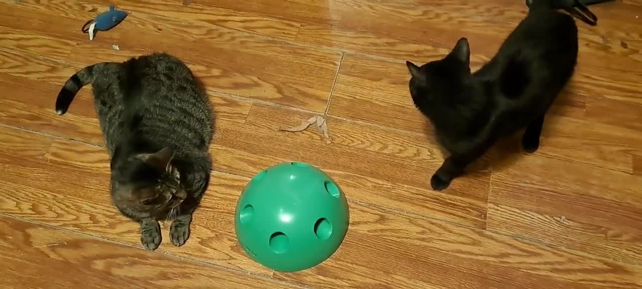 End of the week, happy cats
