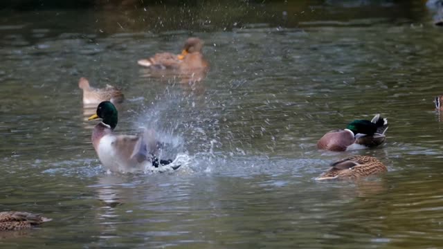 Water Fun Waterfowl Animal