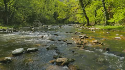 🌿 Jungle River Bliss 🌊 ASMR Sleep: Soothing River Sounds for Relaxation and Deep Sleep 😴