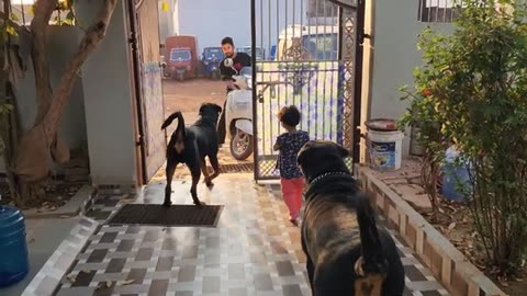 Cute girl playing with dog