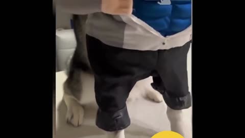 Funny dog become superman