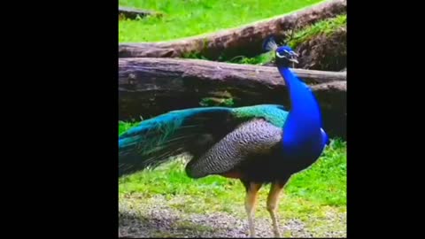 Best peacock sounds