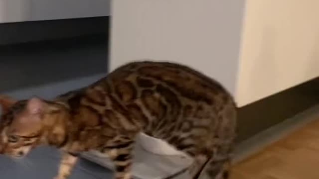 This lovely cat is the apple of my grandfather's eye.