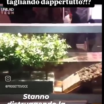 Ecco come gli alberi ci proteggono dalle frequenze...