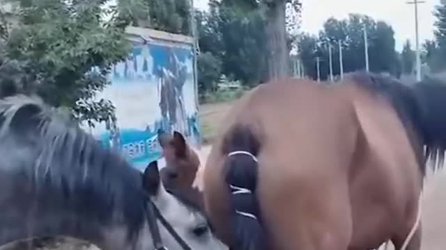 Don't_look_at_my_mother😅_amazing_horse,_running_horse,_#shorts_