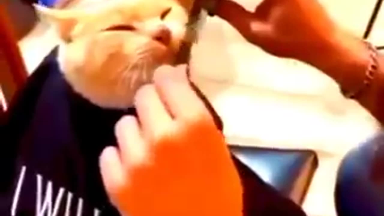 Funny animal video 1
