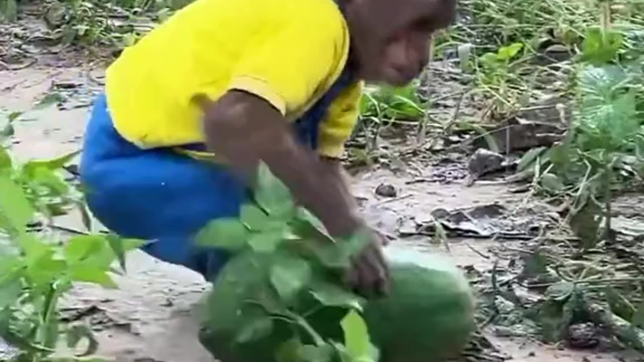 MONKEY having fun with DOG