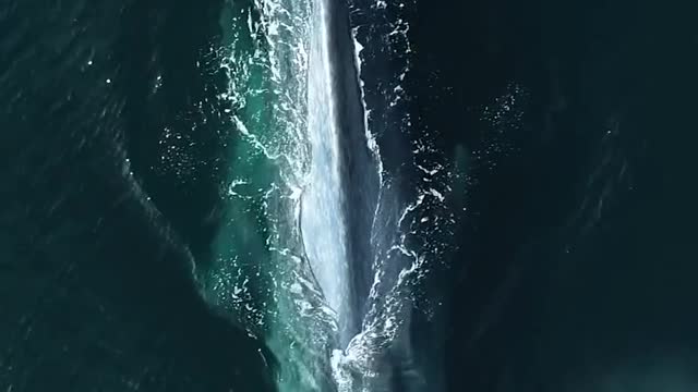 dead whale up a beach