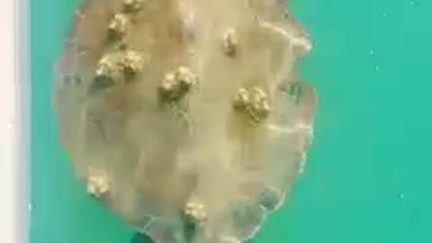 The Turtle