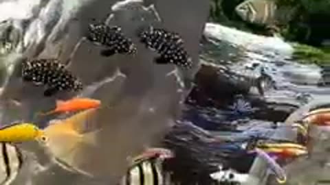 Beauty Fish