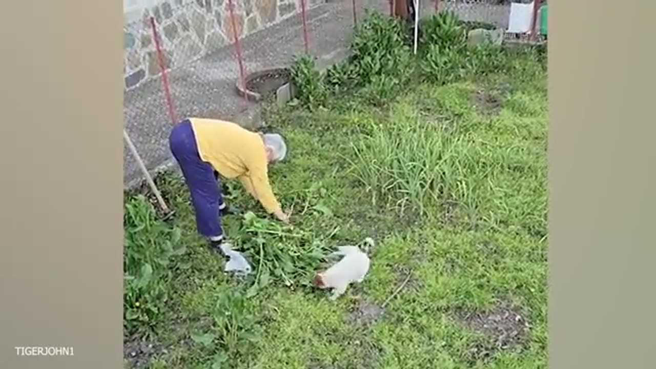 FUNNY PUPPIES will make you LAUGH All Day 😁 Funny Animals Videos 2024