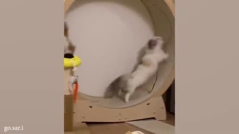 Funny cat video