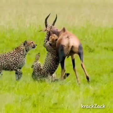 Cheetah attack... #shorts #short