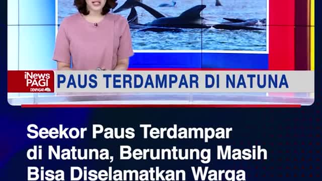 Seekor Paus Terdampar di Natuna, Beruntung Masih Bisa Diselamatkan Warga