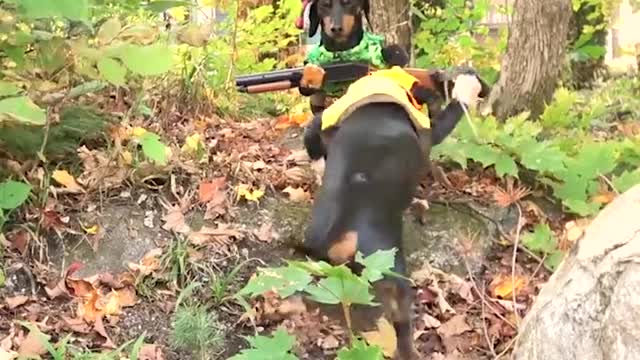 Crusoe & Oakley the Huntin' Dogs Turkey Time