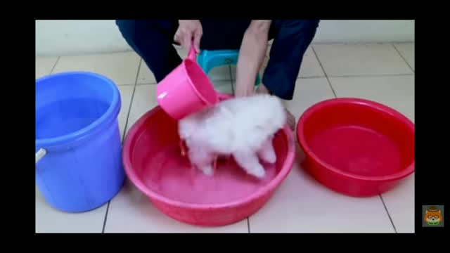 cute puppy, bathing.