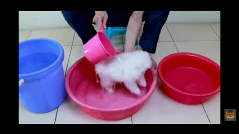 cute puppy, bathing.