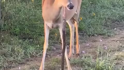 Deer is eating Snack