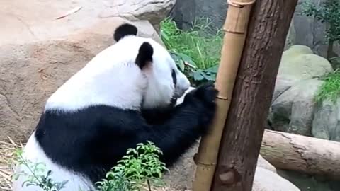 Panda Eating Bamboo