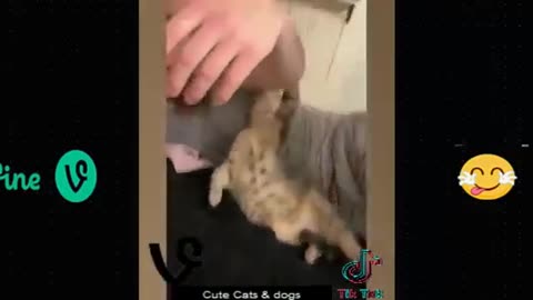 Funny animal