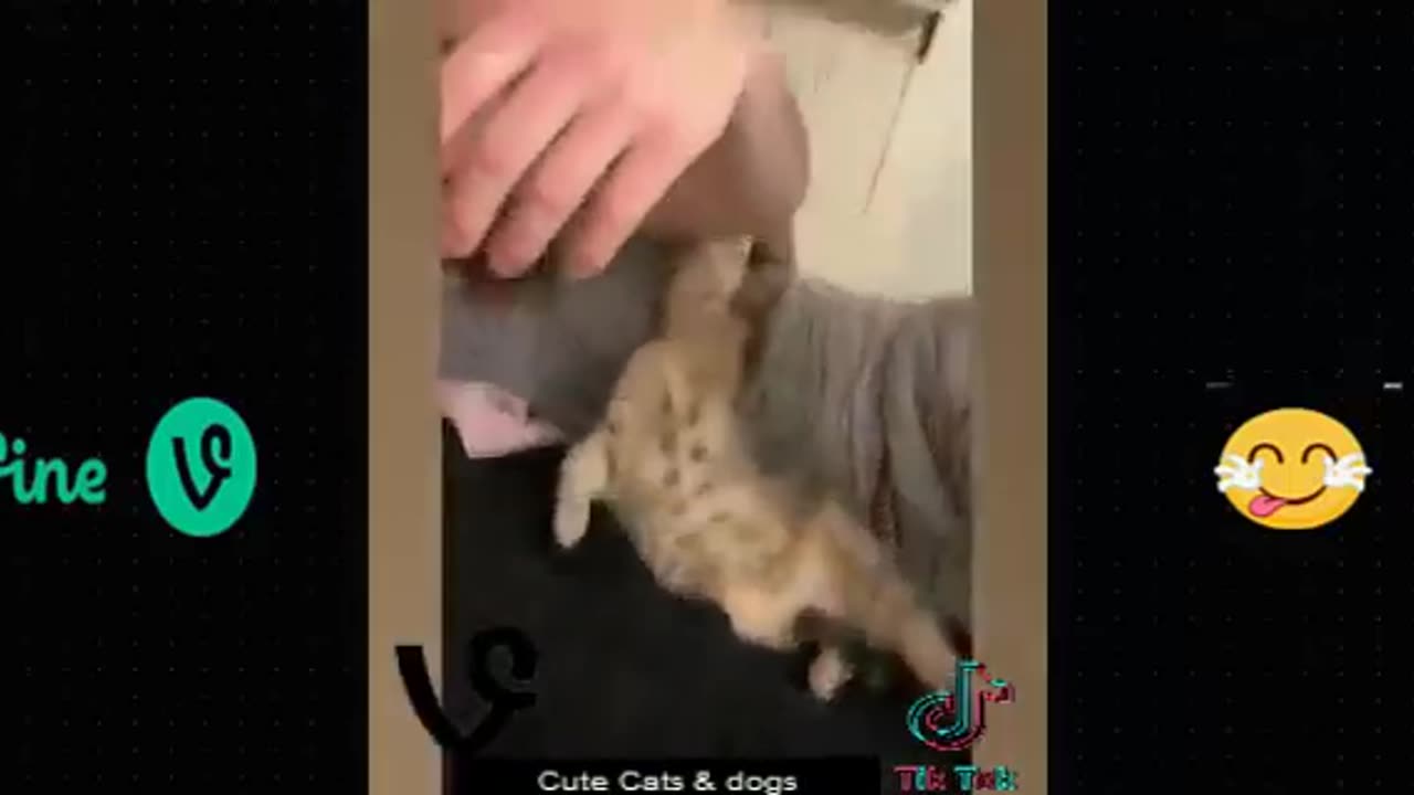 Funny animal