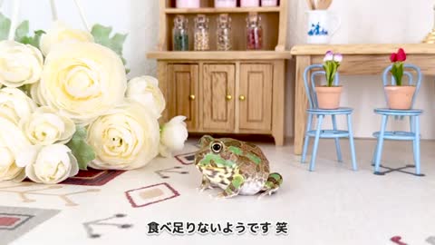 【c114】世界初!?手のひらのモノマネをするカエルがこちらです/ World's first!? 【チャコガエル/Chaco horned frog】