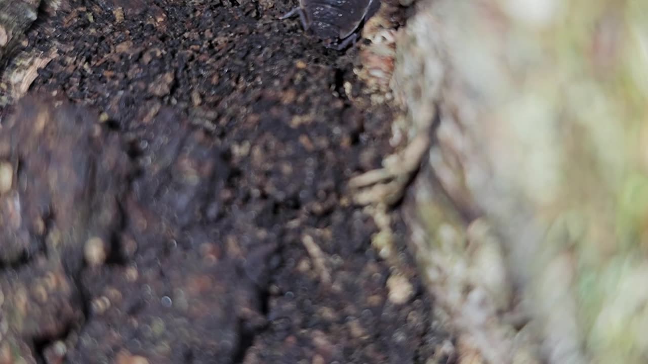 The birth of the hangover-theory #mockumentary #nature #wildlife