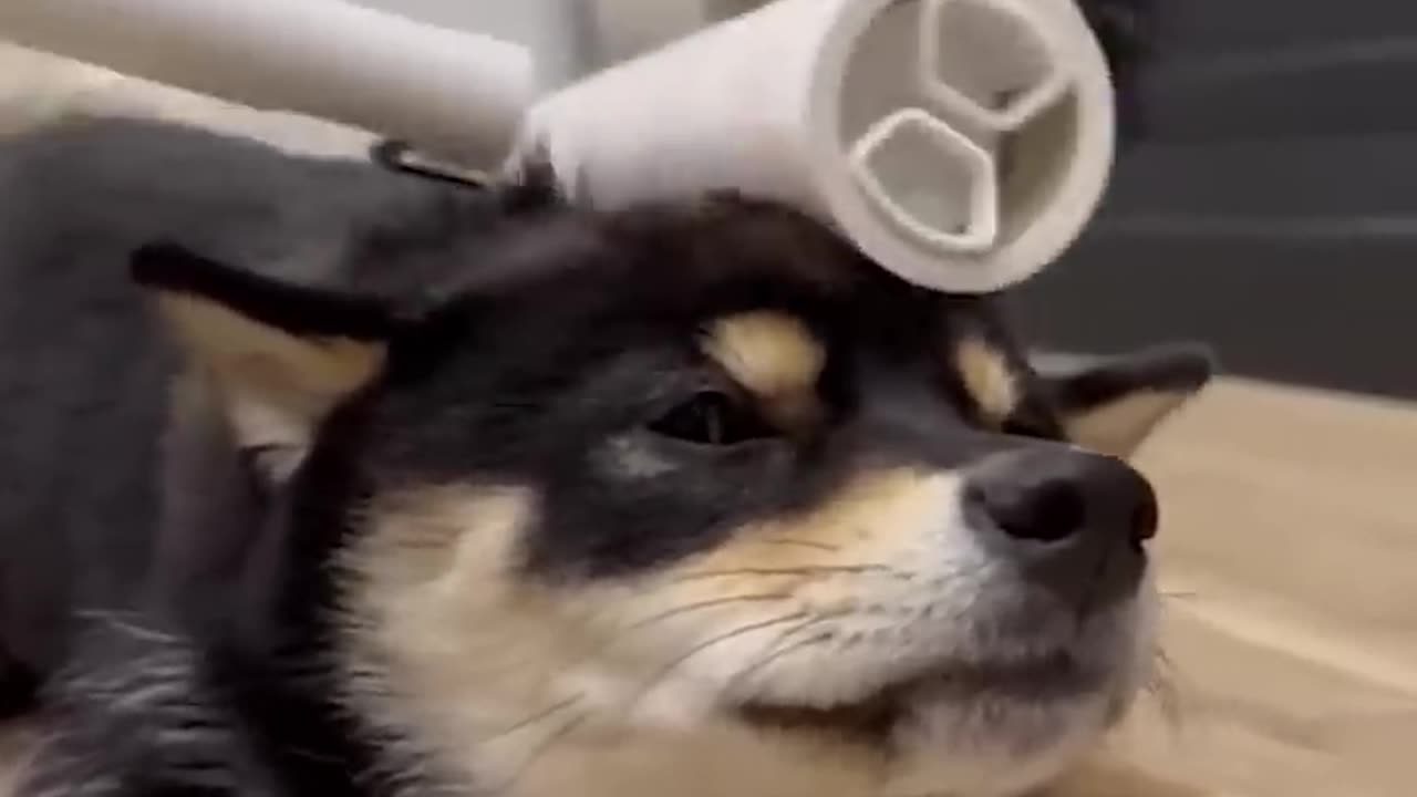 Funny animals - Funny cats and dogs - Funny animal videos 2023🤣