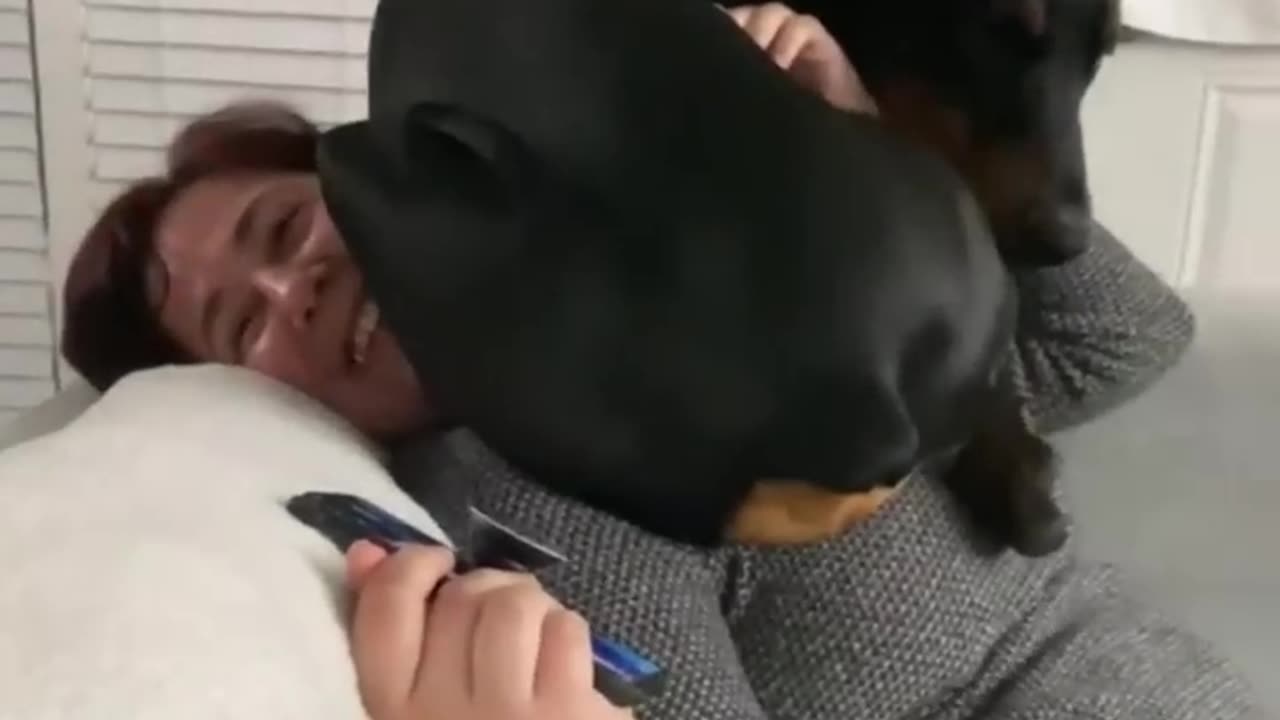 Funny animals # Funny cats # dogs #Funny animal videos 2023#