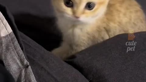 Cute cat