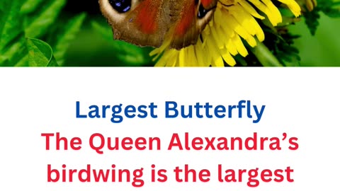 facts about butterflies...18/25