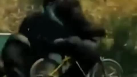 FUNNY ANIMAL VIDEO!!#shorts