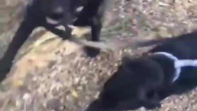Top Funny Cute Dog Videos and TIKTOK Compilation #short